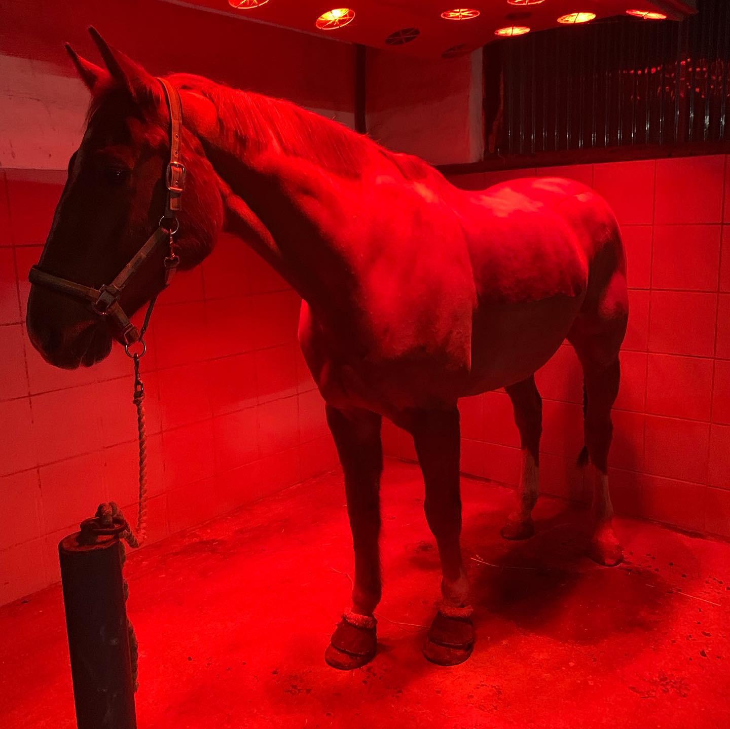 Das Solarium 